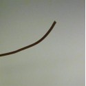 Brun kabel 0.22 mm2 - 1 m